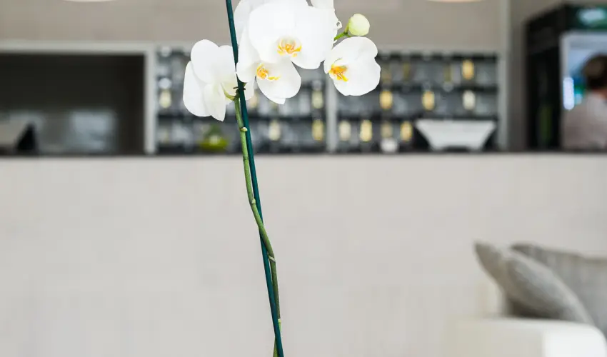 CE Napf�ny Hotel  Si�fok