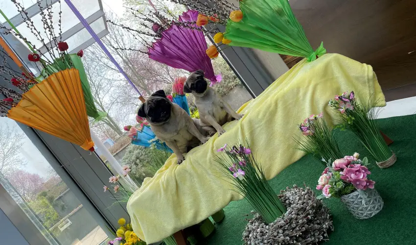CE Plaza Hotel Siófok