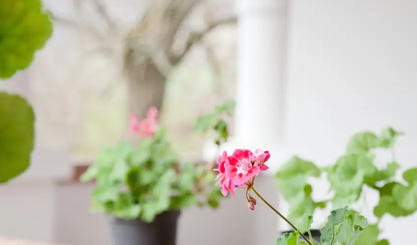 Somogy Kertje dlfalu s tterem Bonnya